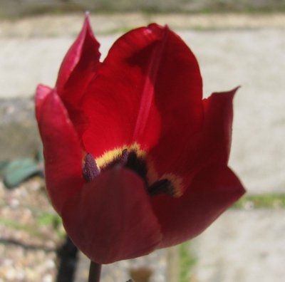 Tulipa didieri